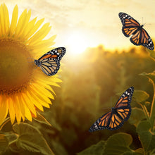 Lade das Bild in den Galerie-Viewer, Aluminiumbild Schmetterlinge im Sonnenblumenfeld Quadrat
