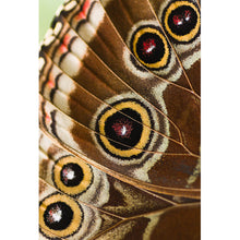 Lade das Bild in den Galerie-Viewer, Leinwandbild Schmetterlings Flügel Braun Hochformat
