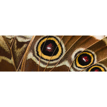 Lade das Bild in den Galerie-Viewer, Leinwandbild Schmetterlings Flügel Braun Panorama
