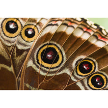 Lade das Bild in den Galerie-Viewer, Acrylglasbild Schmetterlings Flügel Braun Querformat
