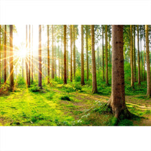 Lade das Bild in den Galerie-Viewer, Acrylglasbild Sonnenaufgang im Wald Querformat
