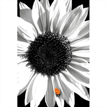 Lade das Bild in den Galerie-Viewer, Poster Sonnenblume mit Marienkäfer Hochformat
