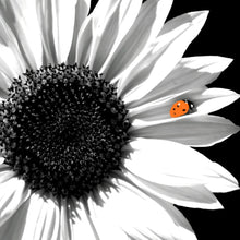 Lade das Bild in den Galerie-Viewer, Aluminiumbild gebürstet Sonnenblume mit Marienkäfer Quadrat

