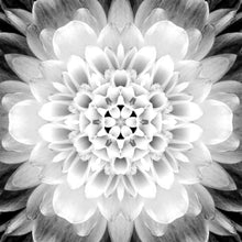 Lade das Bild in den Galerie-Viewer, Aluminiumbild gebürstet Symetrische Blüte Quadrat
