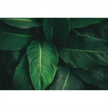 Lade das Bild in den Galerie-Viewer, Spannrahmenbild Tropische Blätter Querformat
