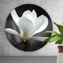 Lade das Bild in den Galerie-Viewer, Aluminiumbild gebürstet Weiße Magnolie Kreis

