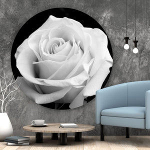 Aluminiumbild gebürstet Weiße Rose auf schwarzem Hintergrund Kreis