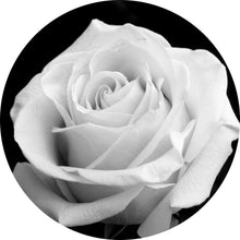 Lade das Bild in den Galerie-Viewer, Aluminiumbild gebürstet Weiße Rose auf schwarzem Hintergrund Kreis
