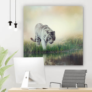 Aluminiumbild gebürstet Weißer Tiger an einem Fluss Quadrat