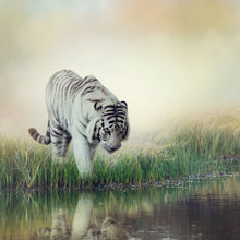 Lade das Bild in den Galerie-Viewer, Leinwandbild Weißer Tiger an einem Fluss Quadrat
