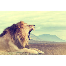 Lade das Bild in den Galerie-Viewer, Aluminiumbild Wilder afrikanischer Löwe Querformat
