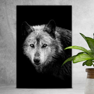 Acrylglasbild Wolf auf schwarzem Hintergrund Hochformat