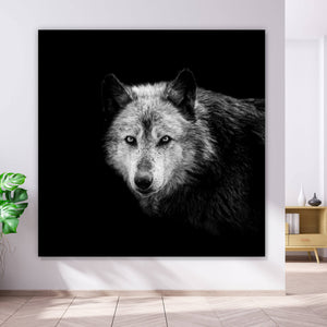 Aluminiumbild Wolf auf schwarzem Hintergrund Quadrat