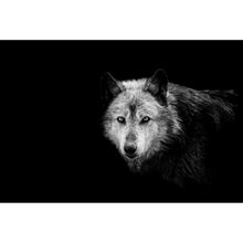 Lade das Bild in den Galerie-Viewer, Aluminiumbild gebürstet Wolf auf schwarzem Hintergrund Querformat
