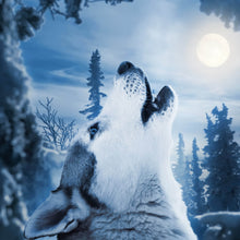 Lade das Bild in den Galerie-Viewer, Aluminiumbild Wolf der zum Mond heult Quadrat
