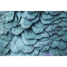Lade das Bild in den Galerie-Viewer, Acrylglasbild Blaue Federn Papagei Querformat
