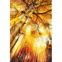 Lade das Bild in den Galerie-Viewer, Poster Zauberhafte Waldlandschaft im Herbst Hochformat
