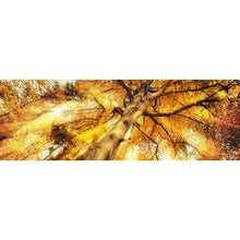 Lade das Bild in den Galerie-Viewer, Aluminiumbild gebürstet Zauberhafte Waldlandschaft im Herbst Panorama
