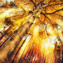 Lade das Bild in den Galerie-Viewer, Acrylglasbild Zauberhafte Waldlandschaft im Herbst Quadrat
