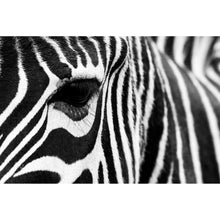 Lade das Bild in den Galerie-Viewer, Aluminiumbild Zebra Querformat
